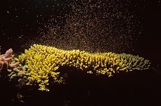 Hard coral (Acropora sp.), spawning.  Lizard Island National Park, Great Barrier Reef, Queensland, Australia.